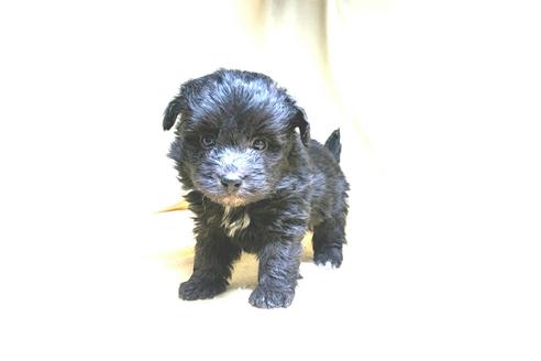 成約済の茨城県のミックス犬-163523の10枚目