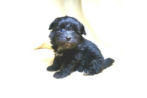 成約済の茨城県のミックス犬-163523の9枚目