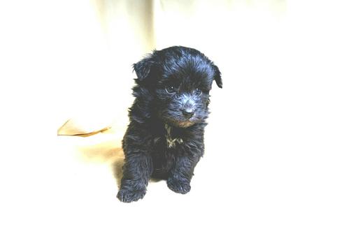 成約済の茨城県のミックス犬-163523の8枚目