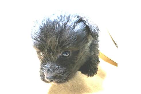 成約済の茨城県のミックス犬-163523の7枚目