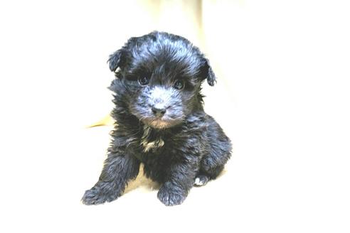 成約済の茨城県のミックス犬-163523の6枚目