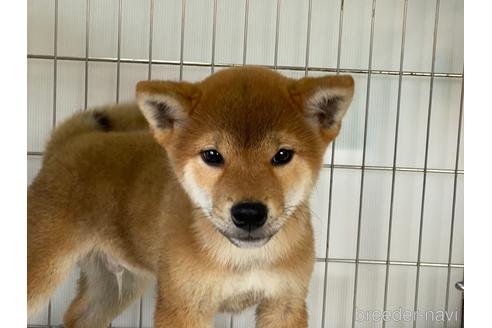 成約済の岡山県の柴犬-160940の1枚目