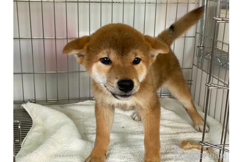 成約済の岡山県の柴犬-160940の5枚目