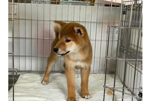 成約済の岡山県の柴犬-160940の3枚目