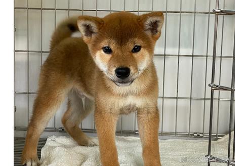 成約済の岡山県の柴犬-160940の4枚目