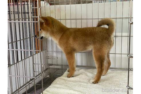成約済の岡山県の柴犬-160940の2枚目