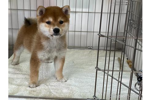 成約済の岡山県の豆柴-161877の4枚目