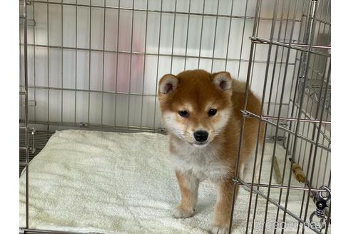 成約済の岡山県の豆柴-161877の5枚目