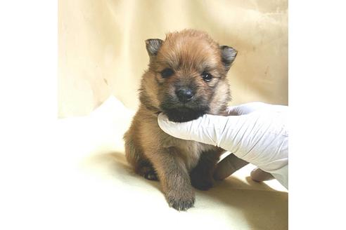成約済の茨城県のポメラニアン-165429の1枚目