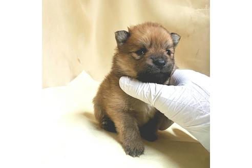 成約済の茨城県のポメラニアン-165429の4枚目