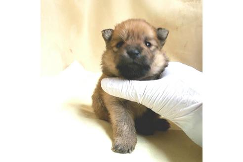 成約済の茨城県のポメラニアン-165429の2枚目