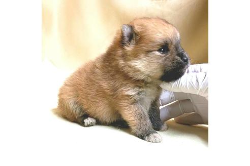 成約済の茨城県のポメラニアン-165433の9枚目