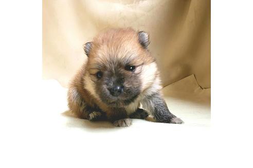 成約済の茨城県のポメラニアン-165433の7枚目