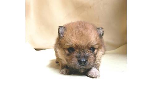 成約済の茨城県のポメラニアン-165436の10枚目