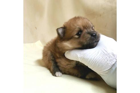 成約済の茨城県のポメラニアン-165436の9枚目