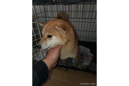 成約済の福岡県のミックス犬-165466の1枚目