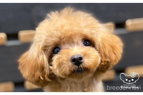 成約済の愛知県のタイニープードル-165467