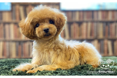 成約済の愛知県のタイニープードル-165467の4枚目