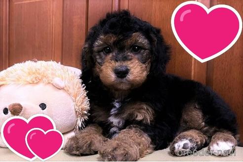 成約済の茨城県のミックス犬-165477の2枚目