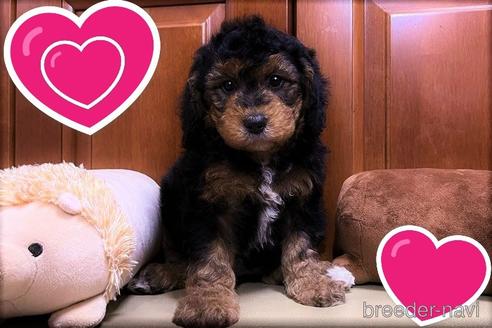 成約済の茨城県のミックス犬-165477の1枚目