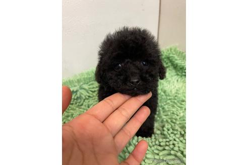 成約済の新潟県のトイプードル-165479の10枚目