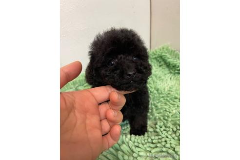 成約済の新潟県のトイプードル-165479の5枚目