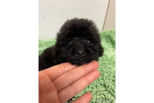 成約済の新潟県のトイプードル-165479の7枚目