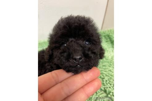 成約済の新潟県のトイプードル-165479の9枚目