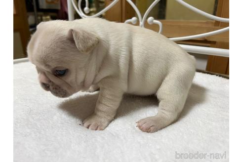 成約済の茨城県のフレンチブルドッグ-165447の3枚目