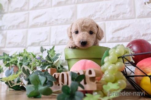 成約済の滋賀県のトイプードル-165524の1枚目