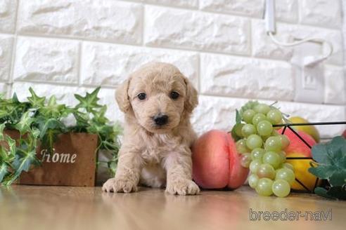 成約済の滋賀県のトイプードル-165524の6枚目