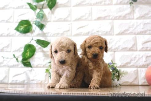 成約済の滋賀県のトイプードル-165524の3枚目