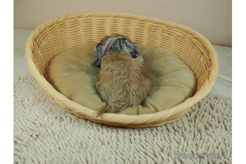 成約済の埼玉県のマルプー:マルチーズ×トイプードル-165526の2枚目