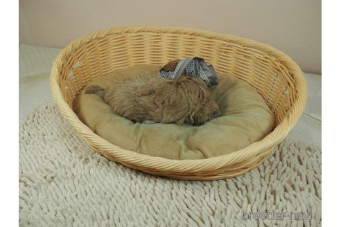 成約済の埼玉県のマルプー:マルチーズ×トイプードル-165526の5枚目