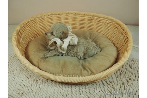 成約済の埼玉県のマルプー:マルチーズ×トイプードル-165534の3枚目