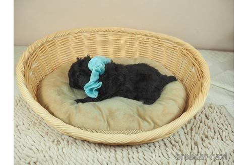 成約済の埼玉県のタイニープードル-165543の3枚目