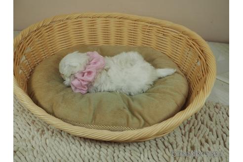成約済の埼玉県のマルプー:マルチーズ×トイプードル-165545の4枚目