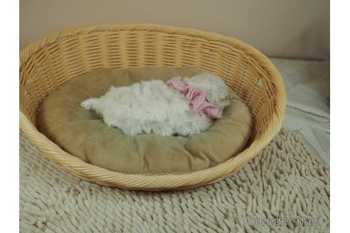 成約済の埼玉県のマルプー:マルチーズ×トイプードル-165545の5枚目
