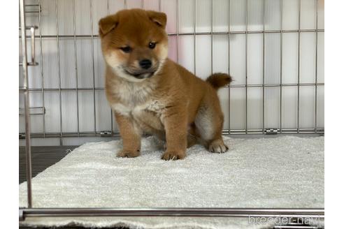 成約済の岡山県の柴犬-165559の5枚目