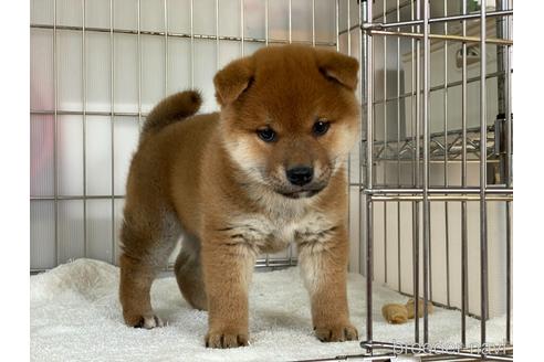 成約済の岡山県の柴犬-165559