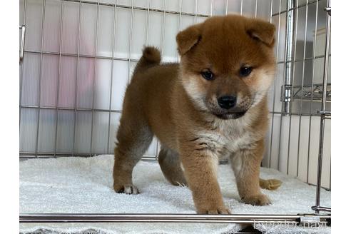 成約済の岡山県の柴犬-165559の2枚目