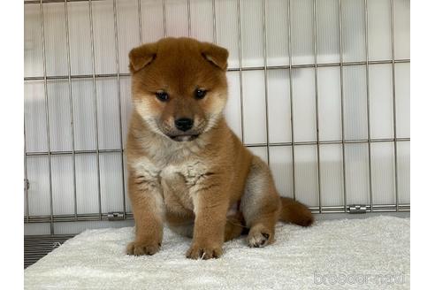 成約済の岡山県の柴犬-165559の3枚目