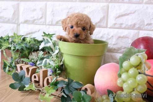 成約済の滋賀県のトイプードル-163489