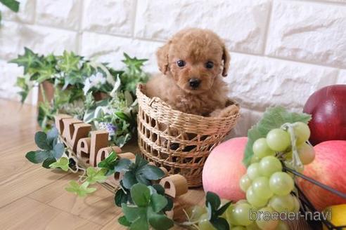 成約済の滋賀県のトイプードル-163489の8枚目