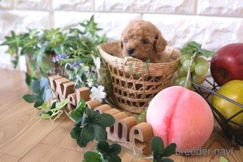 成約済の滋賀県のトイプードル-163489の4枚目