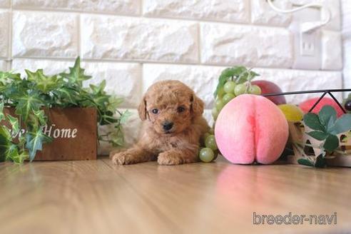 成約済の滋賀県のトイプードル-163489の3枚目