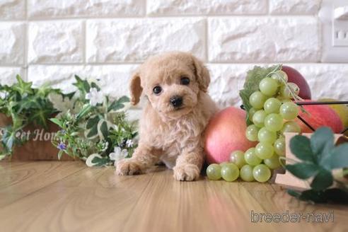 成約済の滋賀県のトイプードル-163493の1枚目