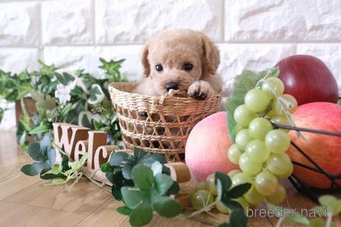 成約済の滋賀県のトイプードル-163493の8枚目