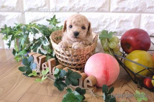 成約済の滋賀県のトイプードル-163493の4枚目