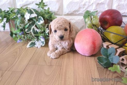 成約済の滋賀県のトイプードル-163493の3枚目